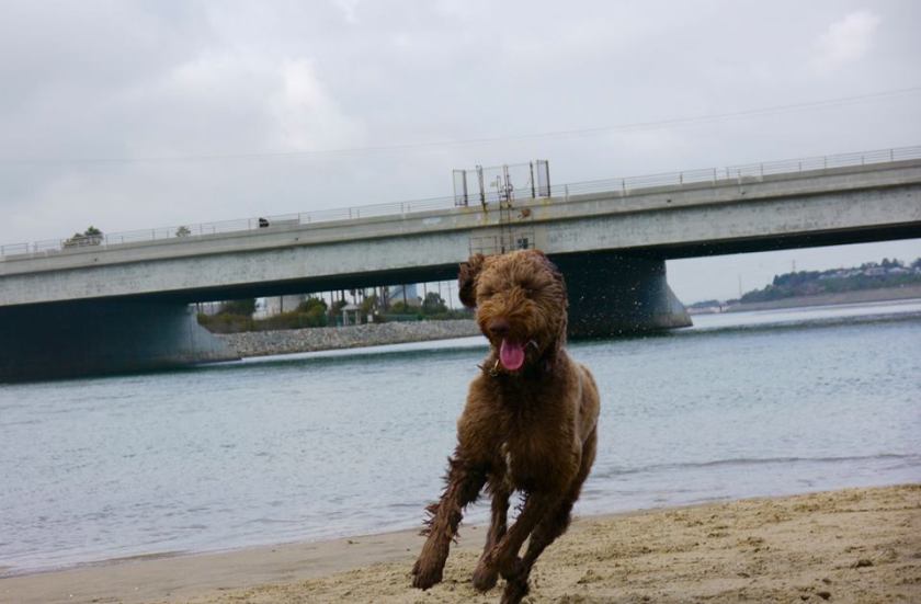 14708327_1249232605118634_5439051129563755349_n